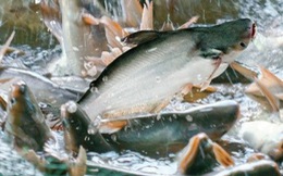 Doanh Nghiệp Cá Tra Tiếp Tục Lãi Lớn Trong Quý I