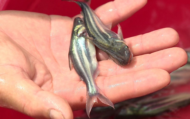 sản xuất cá rô đồng 2