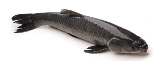 Kỹ Thuật Nuôi Thâm Canh Cá Trắm Đen