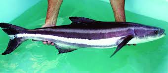 Cá bớp là gì? Hướng dẫn cách cho ăn thức ăn thủy sản