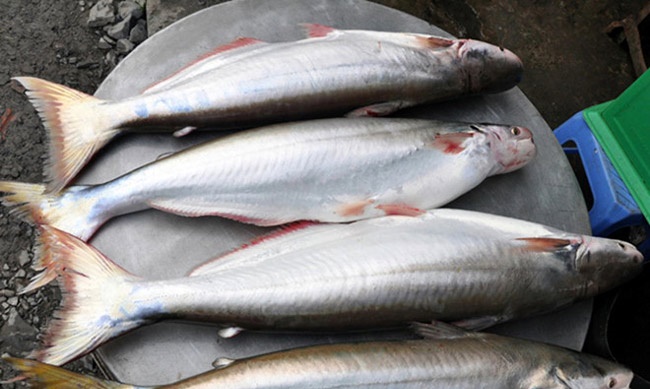 Cá bông lau là gì? Thu nhập tiền tỷ từ cá bông lau