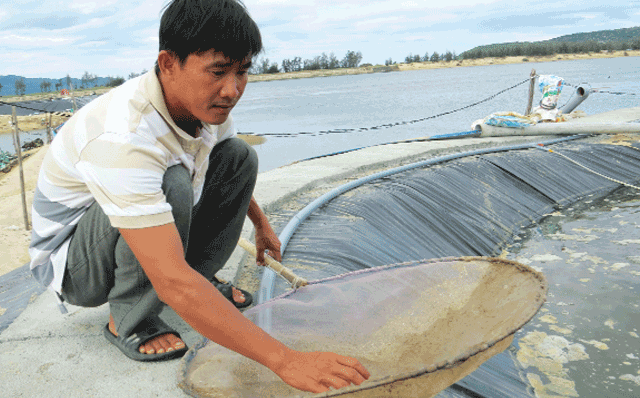 Làm Giàu Bằng Tôm Giống Nam Miền Trung