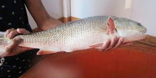 ĐÔI ĐIỀU VỀ CÁ SỦ VÀNG