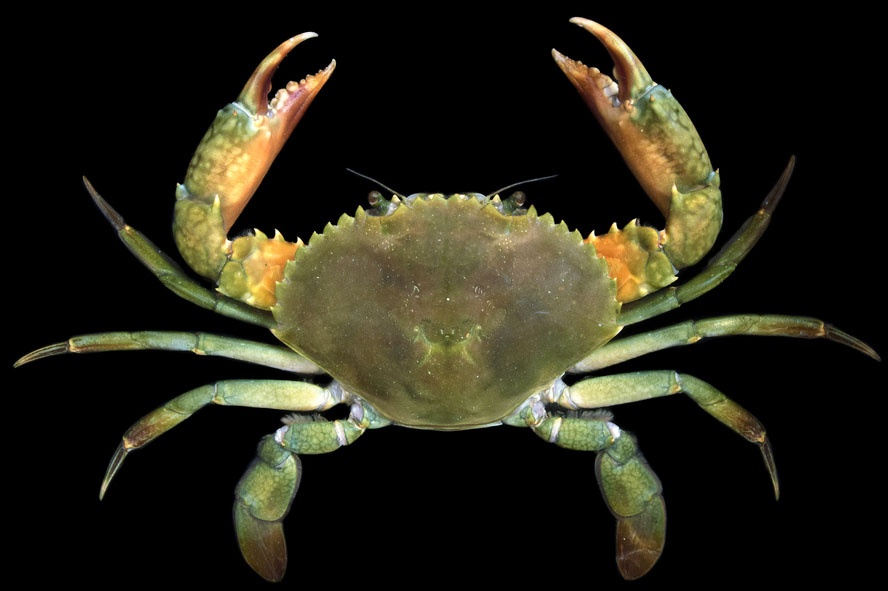 Nuôi ghép cua biển với cá nào để tăng năng suất nuôi trồng?