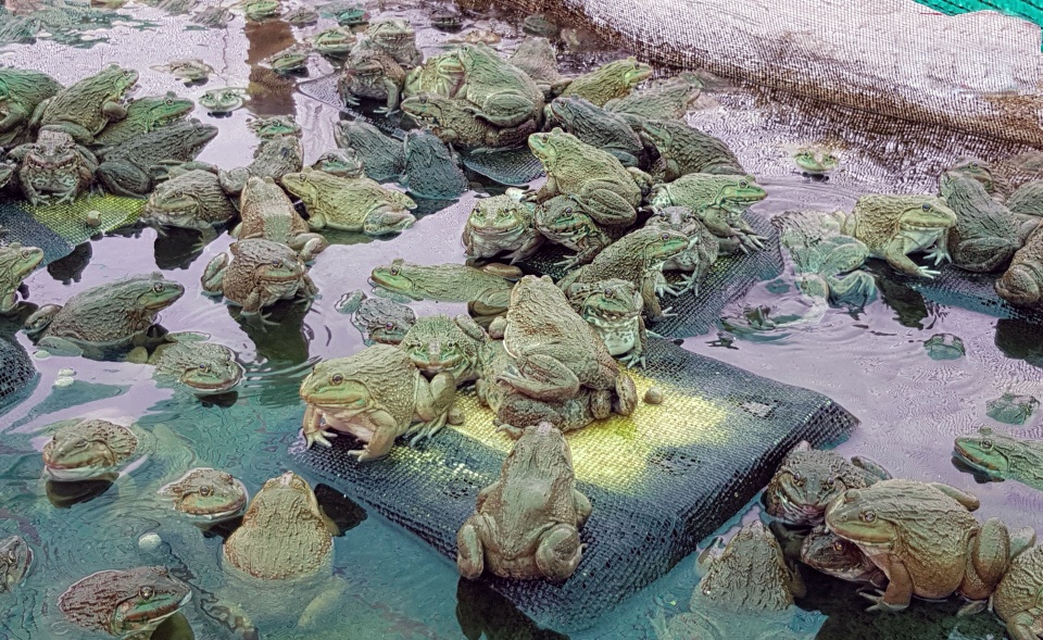 Đặc Tính Tự Nhiên Và Cách Nuôi Ếch Thương Phẩm