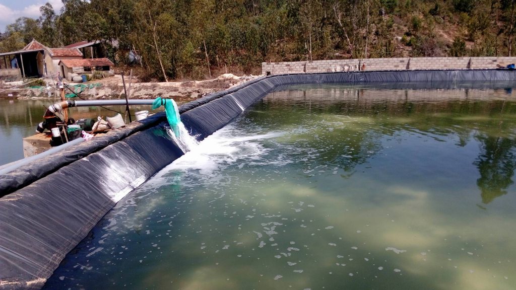 Kỹ Thuật Cải Tạo Ao Nuôi Cá