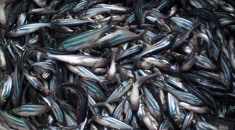 Kĩ Thuật Ương Cá Tra Giống Hiệu Quả || Nuôi Cá Tra