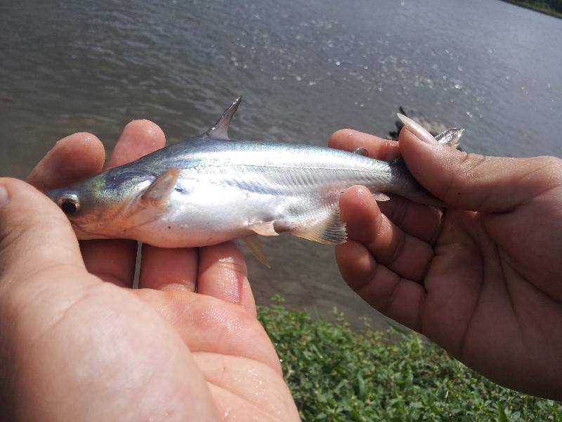 nuôi cá tra thương phẩm 2