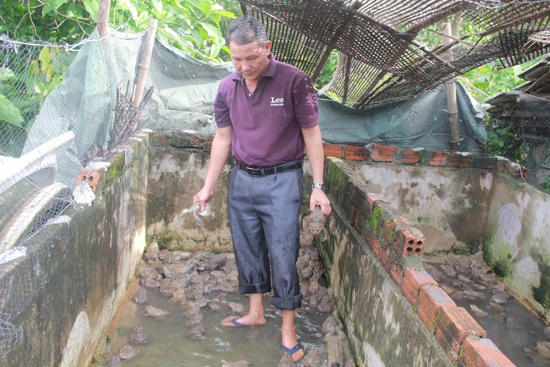 Làm Giàu Nhờ Nuôi Ếch Kết Hợp Với Ba Ba || Nuôi Ếch