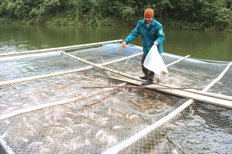 Làm Giàu Từ Nuôi Cá Truyền Thống