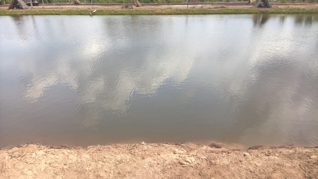 nuôi cá tra thương phẩm 1