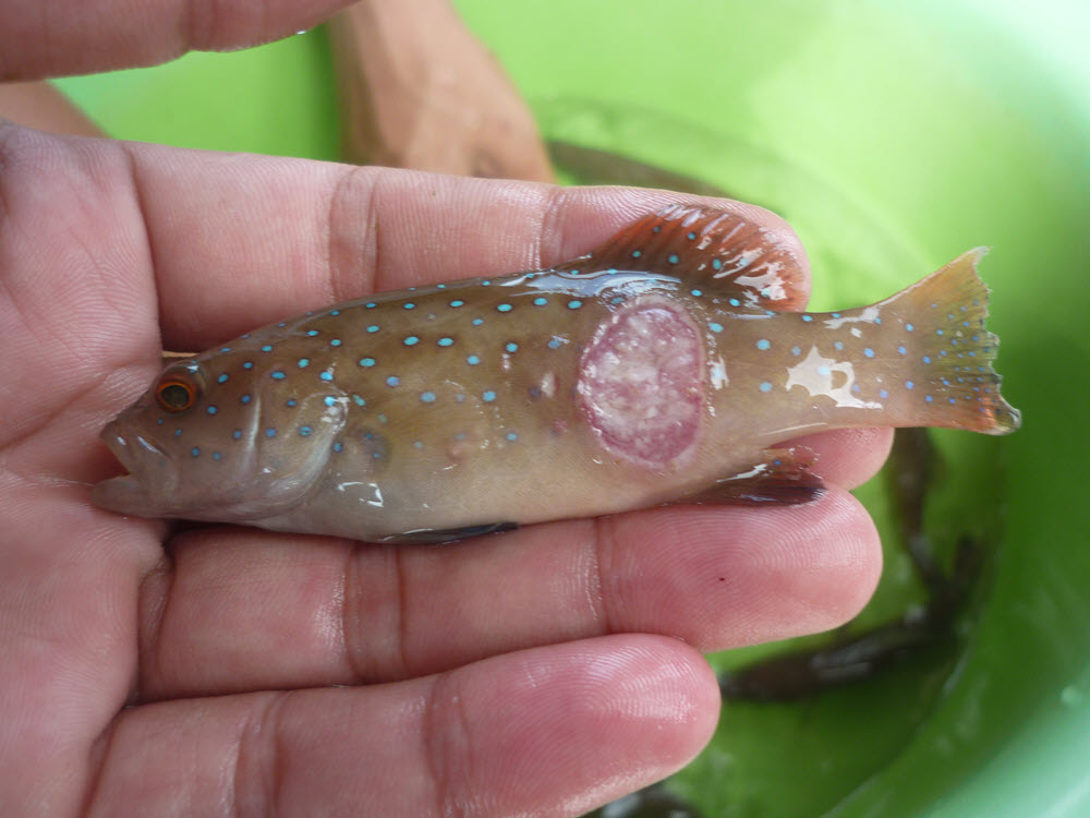 Một Số Lưu Ý Đối Với Nuôi Thủy Sản Nước Ngọt Trong Giai Đoạn Mùa Mưa || Kiến Thức Khác