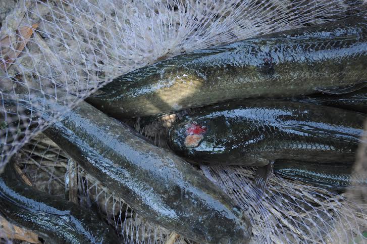 Cách Chữa Bệnh Lở Loét Ở Cá Lóc || Kiến Thức Khác