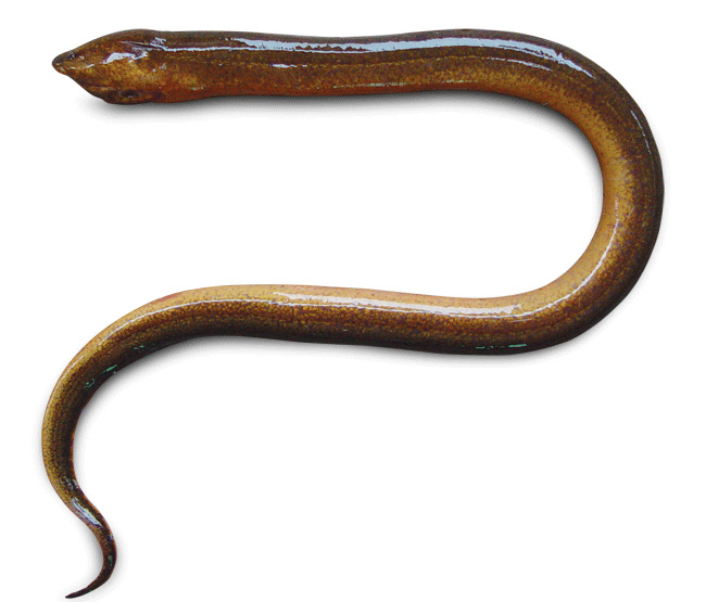 Kỹ thuật nuôi lươn thương phẩm có bùn năng suất cao