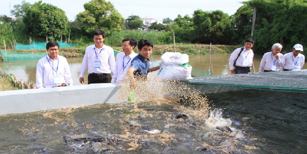 sản xuất cá rô đồng