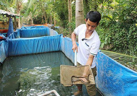 Kỹ Thuật Nuôi Lươn Cho Hiệu Quả Kinh Tế Cao