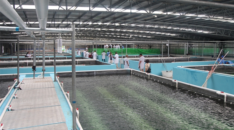 Nuôi trồng thủy sản châu Á: xu hướng cho năm 2019