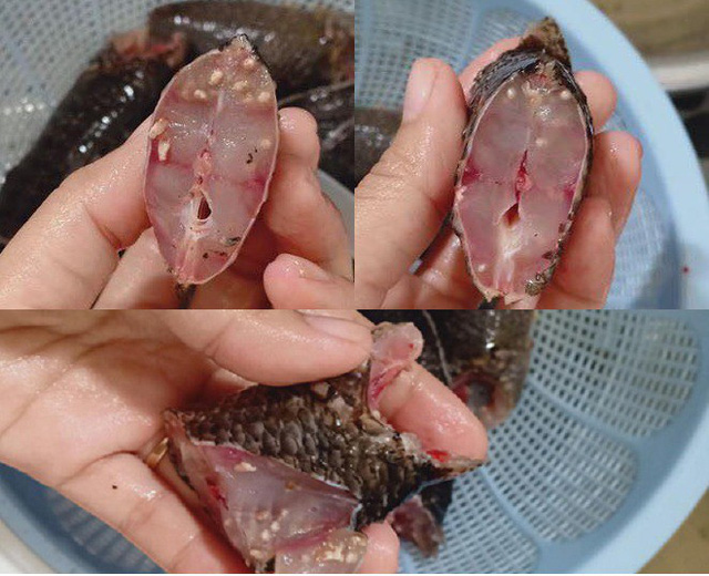 Phòng Và Trị Một Số Bệnh Thường Gặp Khi Nuôi Cá Lóc Bông || Kiến Thúc Khác