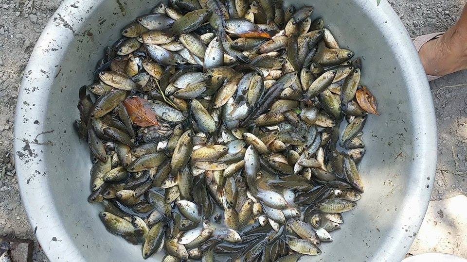 Đừng Tận Diệt Cá Con - Tình Trạng Cảnh Báo