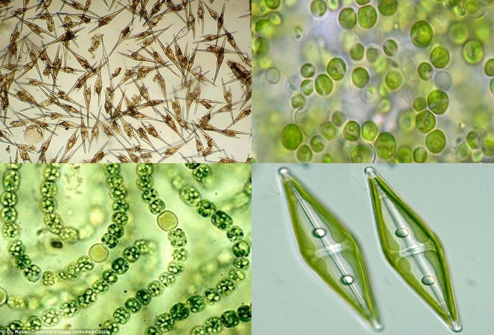 Tảo và lợi ích của tảo trong nuôi tôm