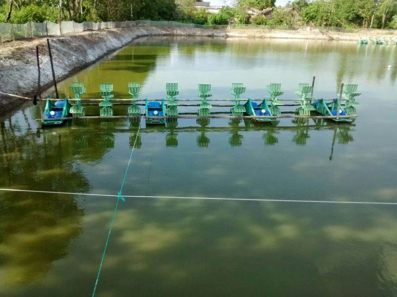 Chăm Sóc Ao Nuôi Cá Trong Mùa Nóng || Kiến Thức Khác