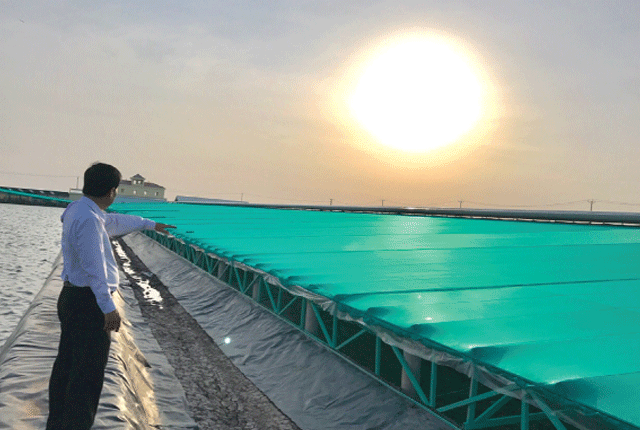 Giám Đốc Dương Hùng: Thắp Sáng Niềm Tin Nuôi Tôm Thoát Nghèo