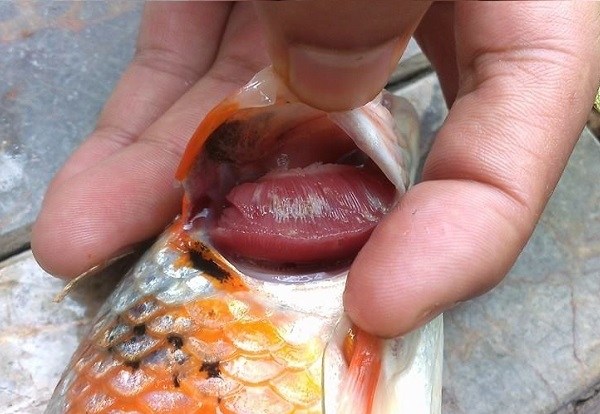 Tổng Hợp Kỹ Thuật Quản Lý Ao Nuôi Cá Chép