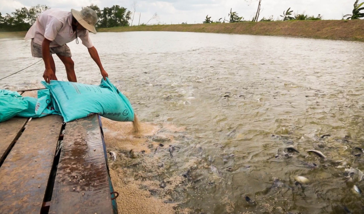 Công Ty Thức Ăn Thủy Sản Uy Tín Hiện Nay