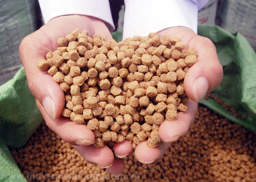 Tôm thẻ chân trắng và cá chép ăn gì tốt nhất ?