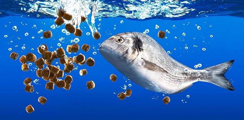 Thức Ăn Thủy Sản Và Những Kiến Thức Cần Biết