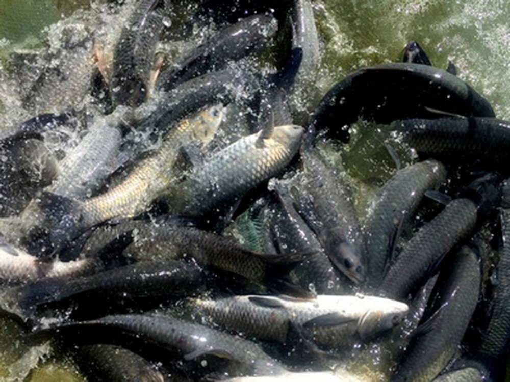 Lipid ảnh hưởng đến hệ miễn dịch ruột của cá trắm cỏ