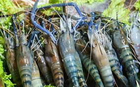 Bật mí đặc điểm sinh học và Kỹ thuật nuôi kết hợp: Tôm càng xanh và tôm chân trắng