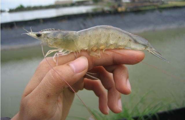 Tôm thẻ và tính di truyền sức chịu đựng Amoniac