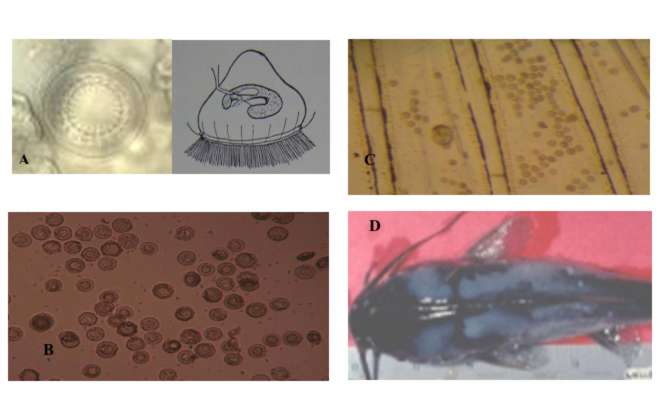 Cách điều trị bệnh do trùng mặt trời trên cá tra giống