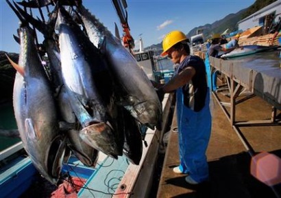 Việt Nam Tăng Xuất Khẩu Cá Ngừ Sang Italy