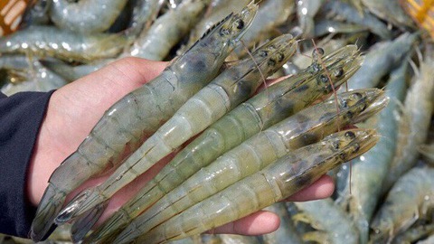 Bổ sung luân trùng có thể hạn chế stress cho tôm?