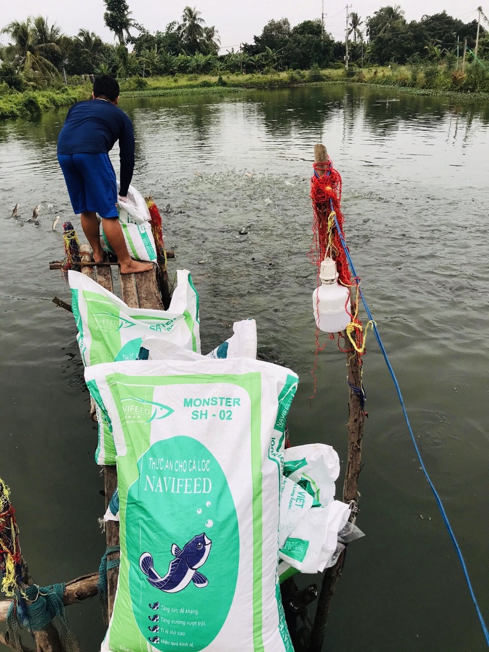 Chất phụ gia trong thức ăn thủy sản có tác dụng gì?
