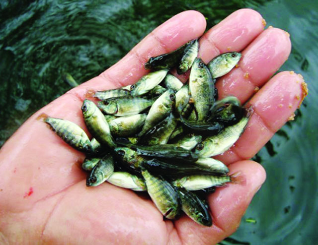 Một Số Giống Thủy Sản Nước Ngọt Chủ Đạo